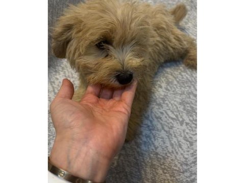 Minik maltipoo yavruları