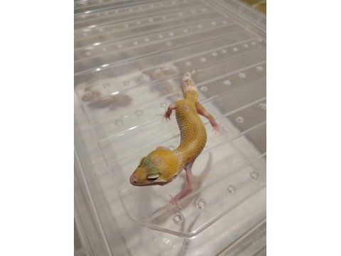 Leopar gecko