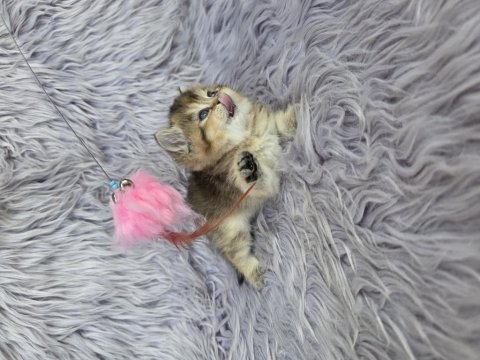 Ayı surat prenses kedim yeni ailesini arıyor