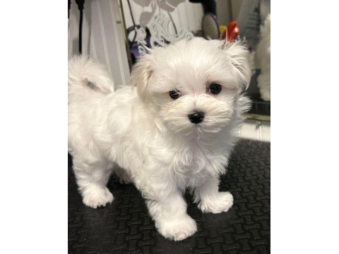 Maltese terrier yavrularımız aynı gün teslimat
