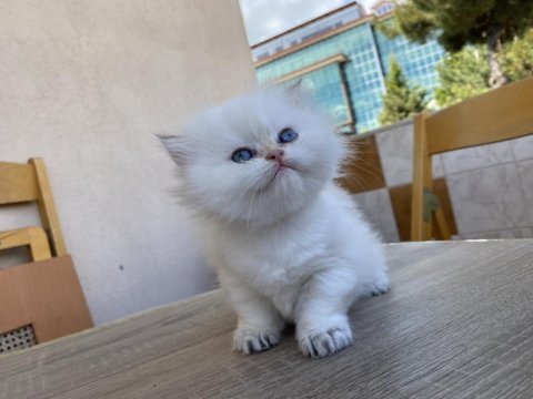 British longhair ny33 girl