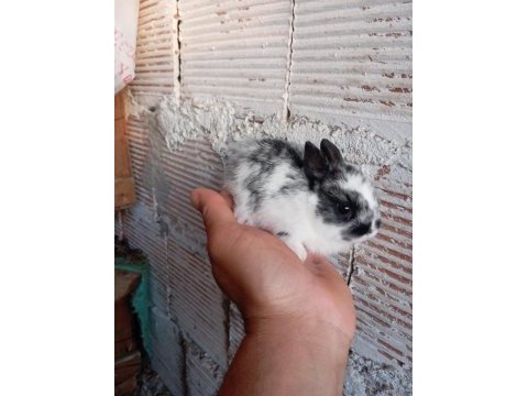 Cüce tavşan yavruları