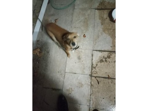 3,5 aylık erkek pinscher
