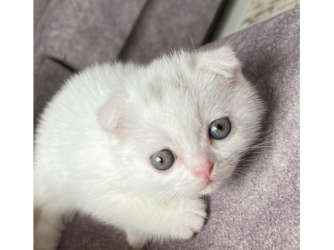 Scottish fold kediler