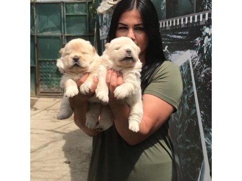 Mükemmel chow chow yavrularım