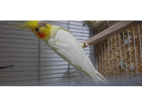 Hazır yavru veren garanti takım sultan papağanı