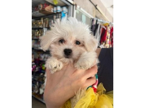 Tatlı mı tatlı bir maltese