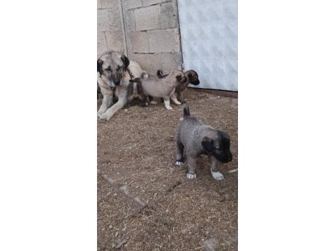 Orjinal sivas kangal yavruları
