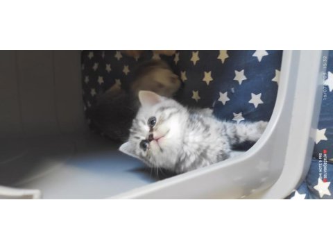 Scottish fold british yavru kedi. konyaya temmuz 5 ine