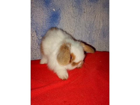 Teddy lop tavşan yavrular mavi göz