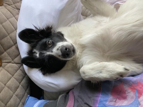 Oyun ve sevgi delisi köpeğimiz mays