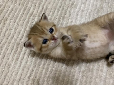 Golden british shorthair bebekler