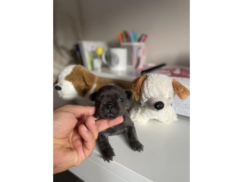 Mikro exotic french bulldog yavrular