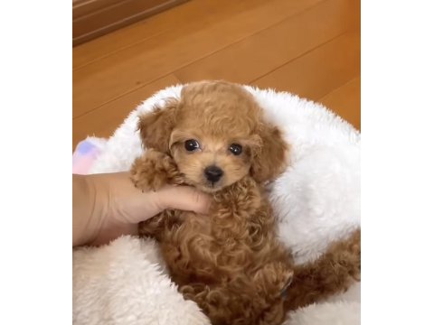 A kalite kıvırcık maltipoo