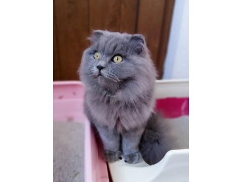 Scottish fold uzun tüylü