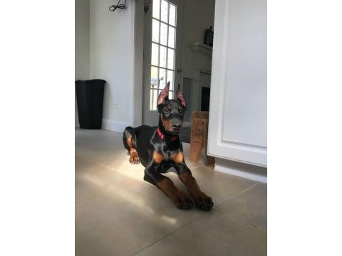 Dobermanlar bazı şeylerin açıklamaya ihtiyacı yoktur
