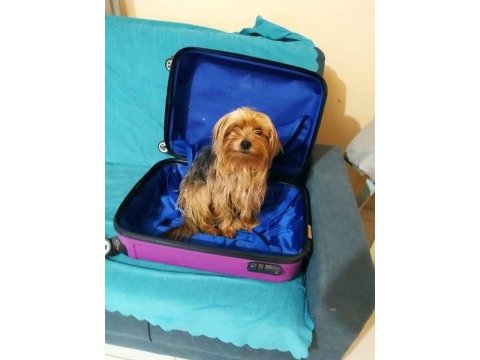10 aylık yorkshire terrier kızımız sahiplendirilecektir