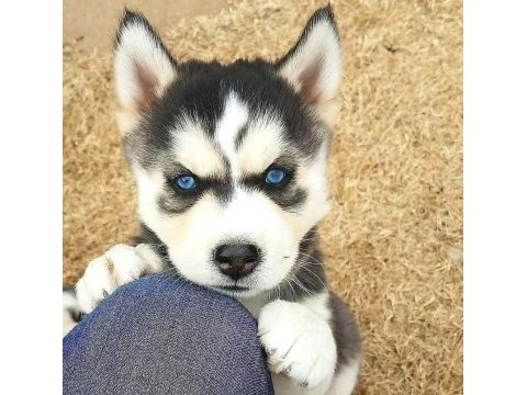 Renk ve anatomi güzeli sibirya kurdu husky yavrular