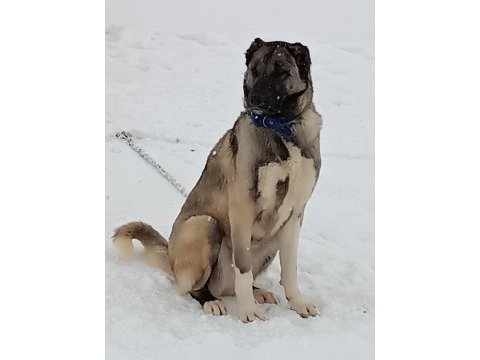 Kangal yavrusu