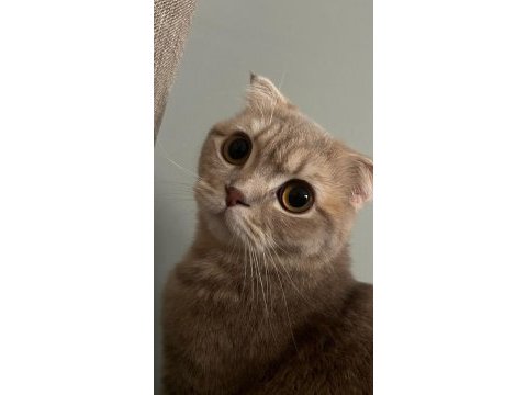 Scottish fold kedimiz