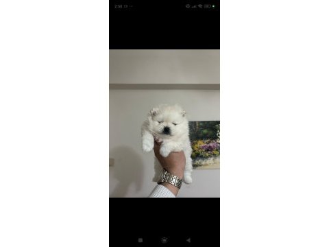Ayı surat pomeranian beyaz yavrular