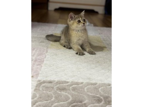 Dişi british shorthair bebek