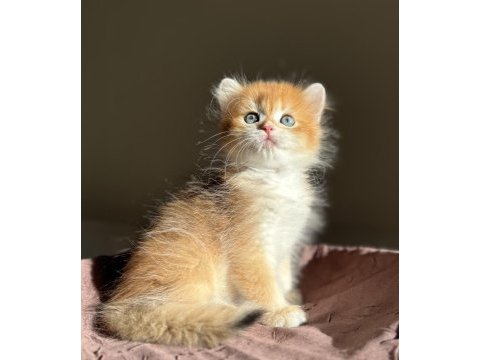 Mükemmel kalite golden ny12 british longhair