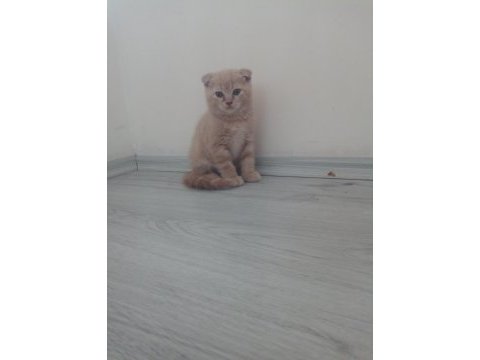 Sevimlimi sevimli scottish fold