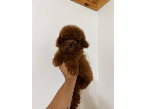 Kore red brown yavrular