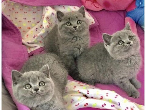 Güzeller güzeli brıtısh shorthair yavrularım 