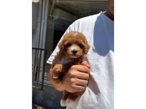 Sağlık ve ırk garantili maltipoo