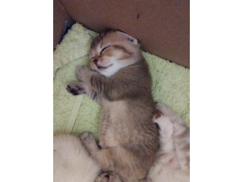 Scottish fold