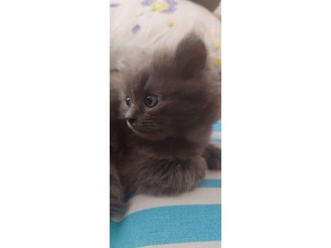 British longhair