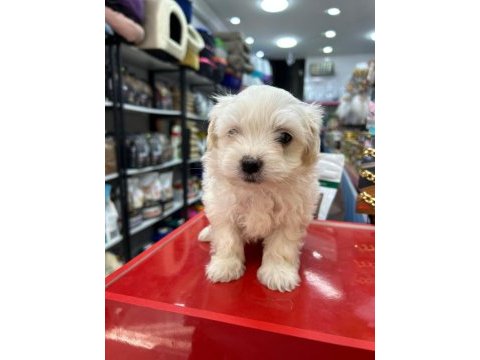 Maltipoo bebeklerimiz teslime hazır