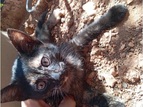Yavru kedimiz sahiplendirilecektir kahramanmaraş