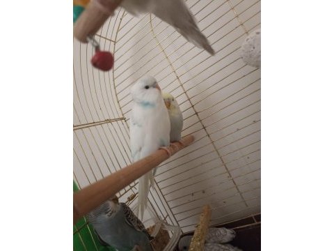 Yavru muhabbet kuşları
