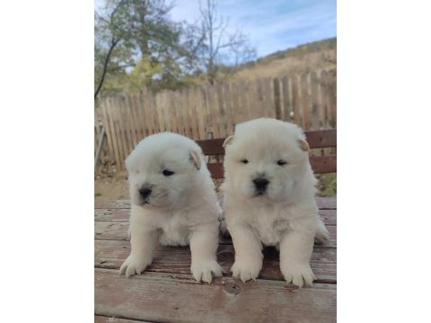 Premium çin aslanı chow chow yavruları