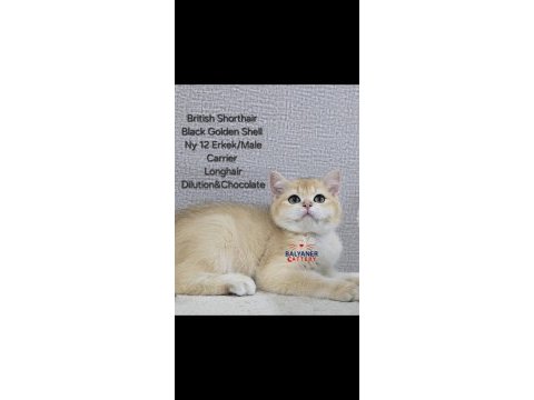 British shorthair golden erkek yavrumuz