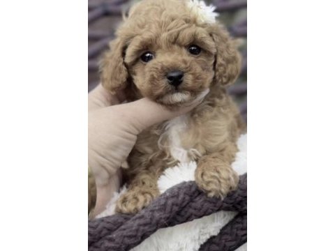 Toy poodle safkan yavrumuz