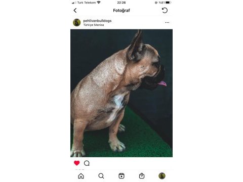 Micro 2 yaşında french bulldog kızımız