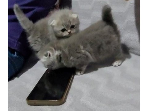 Scottish fold 2 dişi ve 2 erkek bebek