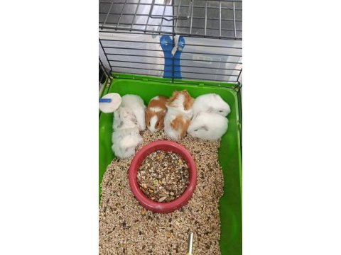 Albino ginepig