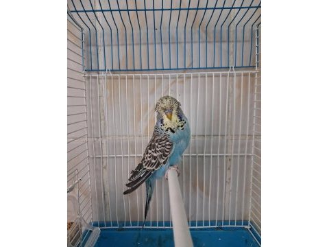 Show jumbo erkek muhabbet kuşları
