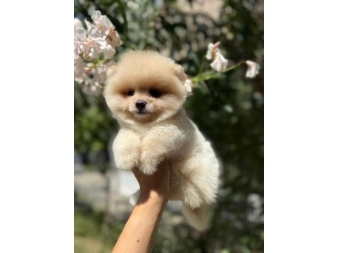 Orjinal güler yüzlü pomeranian yavrum