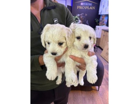Maltese terrier yavrular ırk sağlık garantili