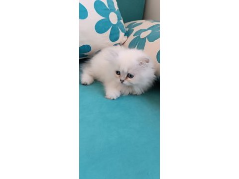 3 aylık maviş dişi british longhair
