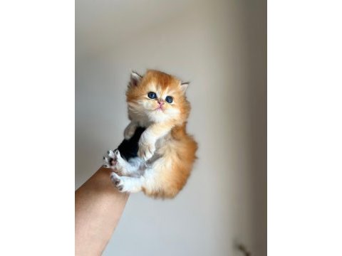 British longhair sevgi dolu kediler