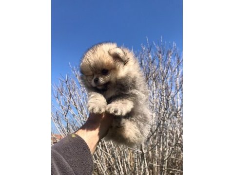 Pomeranian boo yavrular