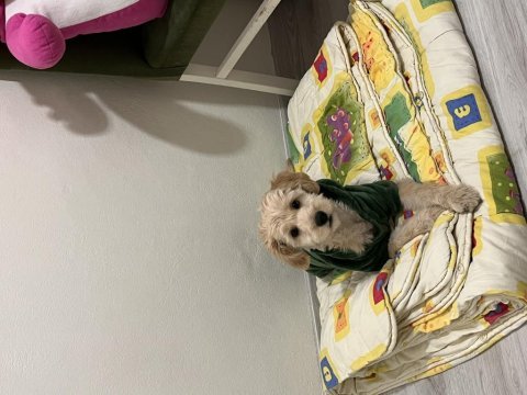 Maltipoo köpeğimiz ücretsiz değildir