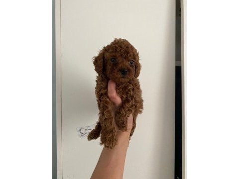 Orijinal toy poodle yavrularim ev üretimi